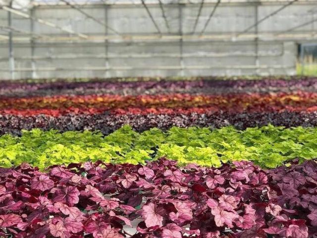 HEUCHERA